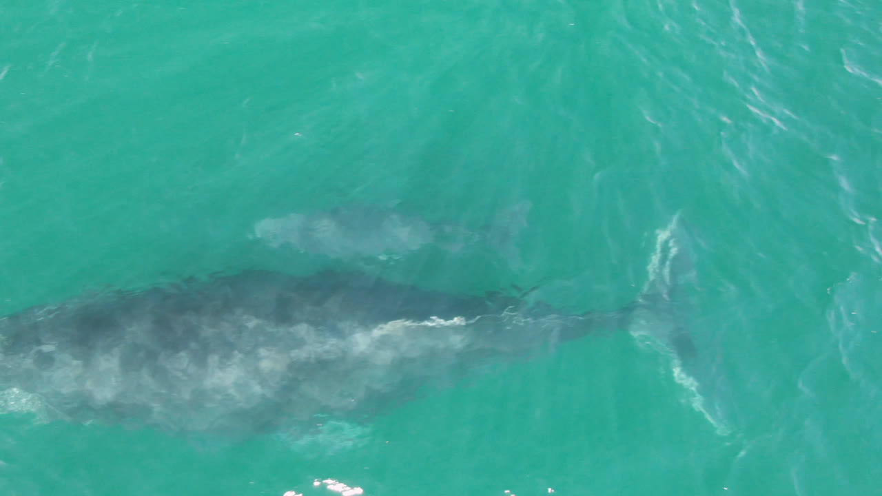 Whale body visible under bright aqua water