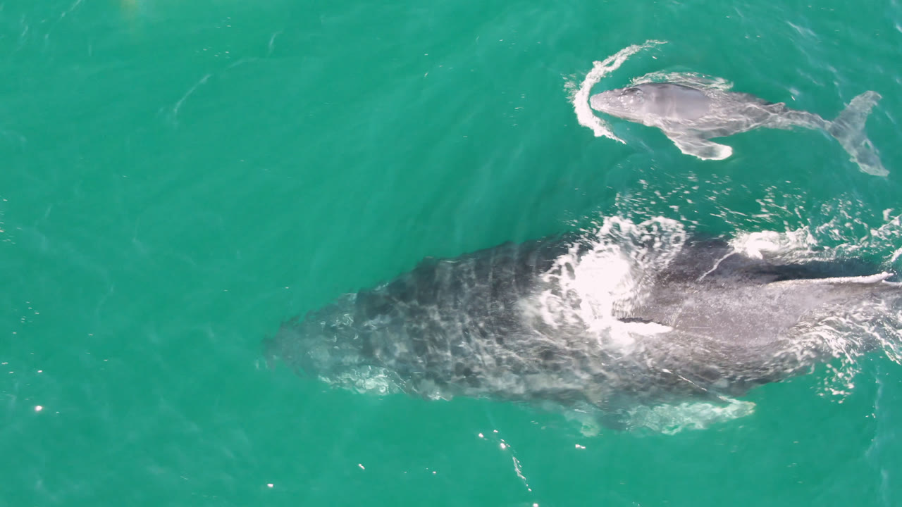 Overhead view in San Jose Del Cabo, Mexico, showing a large whale below a smaller whale in turquoise water with white foam on the surface and no visible people.