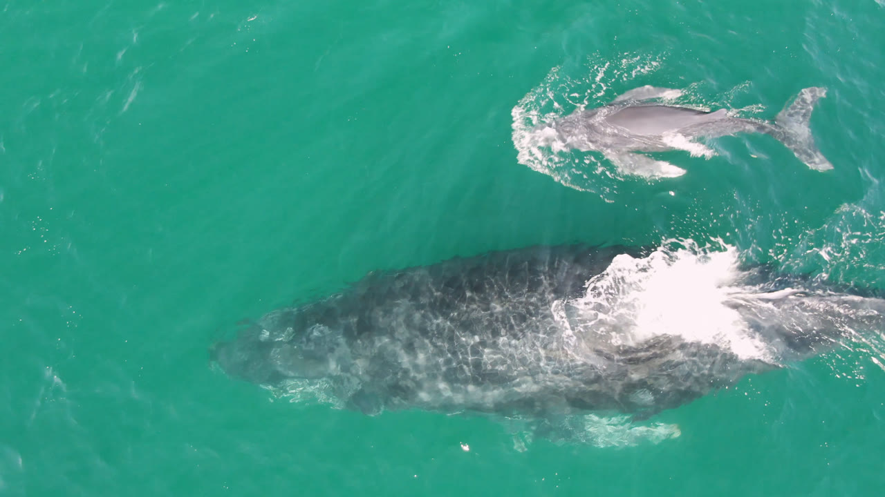 Aerial frame from San Jose Del Cabo, Mexico, with a smaller whale near the top of frame and a larger whale below, separated by bright white surface foam, with no visible people.