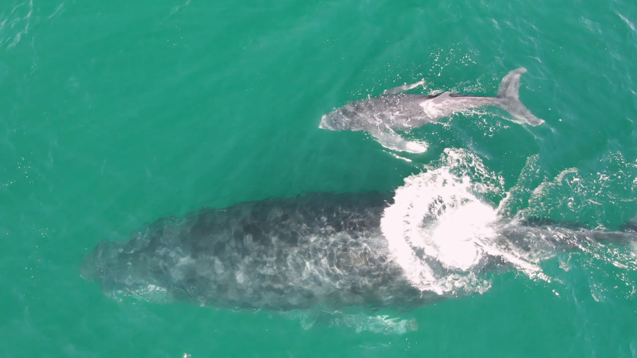 Smaller whale above a larger whale in green-blue water with a ring of foam.