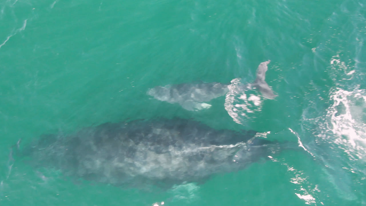 Overhead frame from San Jose Del Cabo, Mexico showing a small whale near a larger whale beneath turquoise water, with white foam nearby and no visible people.
