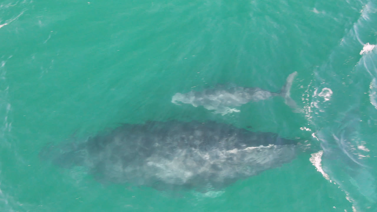 Overhead San Jose Del Cabo, Mexico view of the larger whale centered under green-blue water while the smaller calf remains above it, with no visible people.