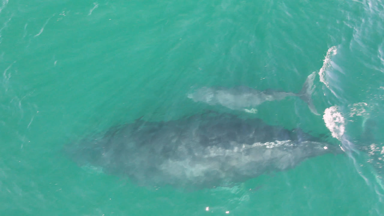 Whale calf swims above a larger whale in turquoise water with surface foam.