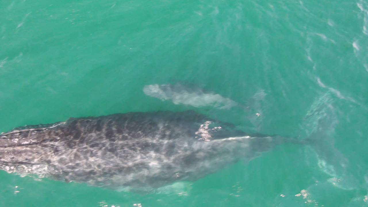 Overhead view of a gray whale passing through turquoise water at Laguna Beach Los Cabos, with mottled skin visible below the surface and no visible people.