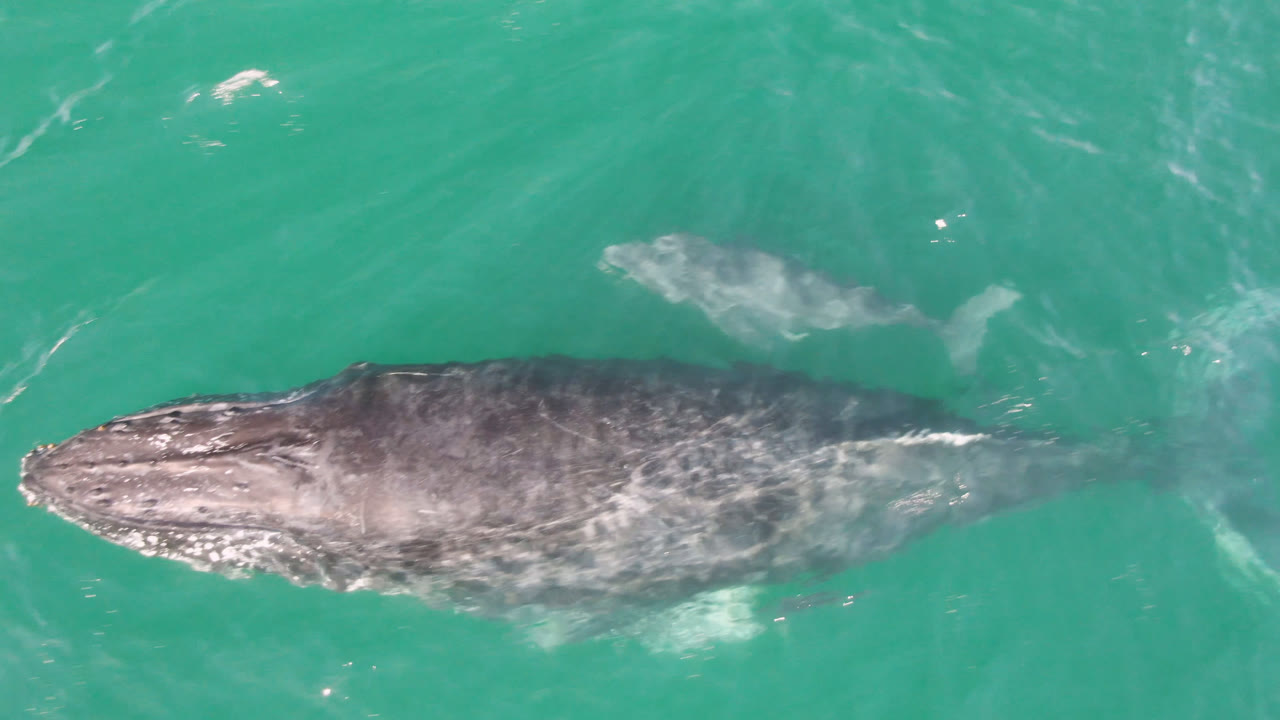 A gray whale is centered below the surface at Laguna Beach Los Cabos, its head and back visible through green-blue water with no visible people.