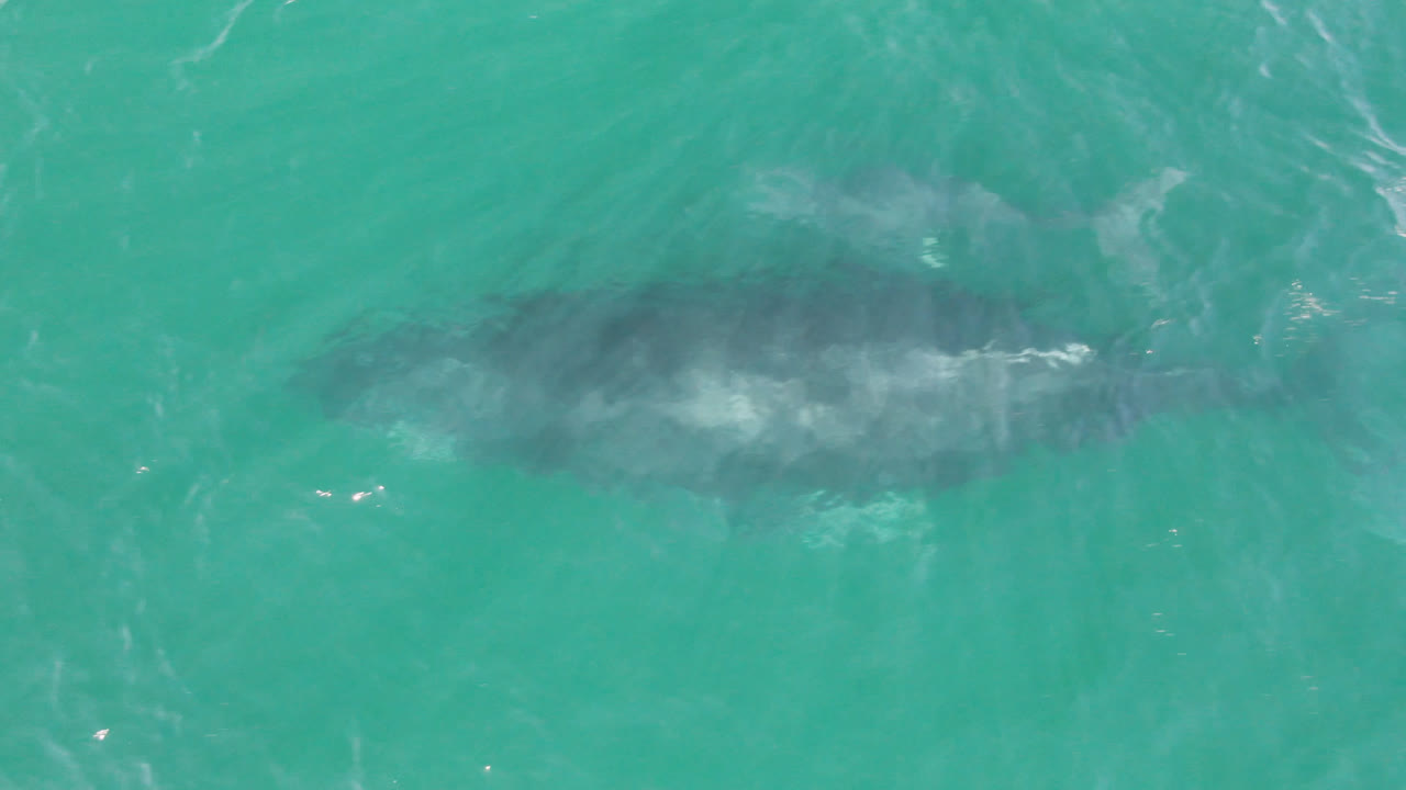 Overhead frame from San Jose Del Cabo, Mexico showing a large humpback whale and smaller calf as dark shapes under turquoise water, with pale surface wash and no visible people.