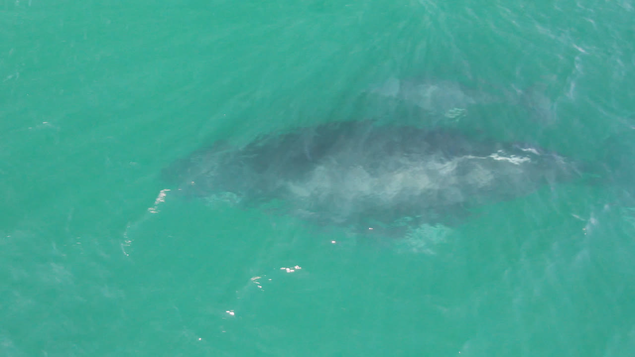 A later overhead moment in San Jose Del Cabo, Mexico shows the whale pair slightly shifted under rippled turquoise water, with white wash over the larger body and no visible people.