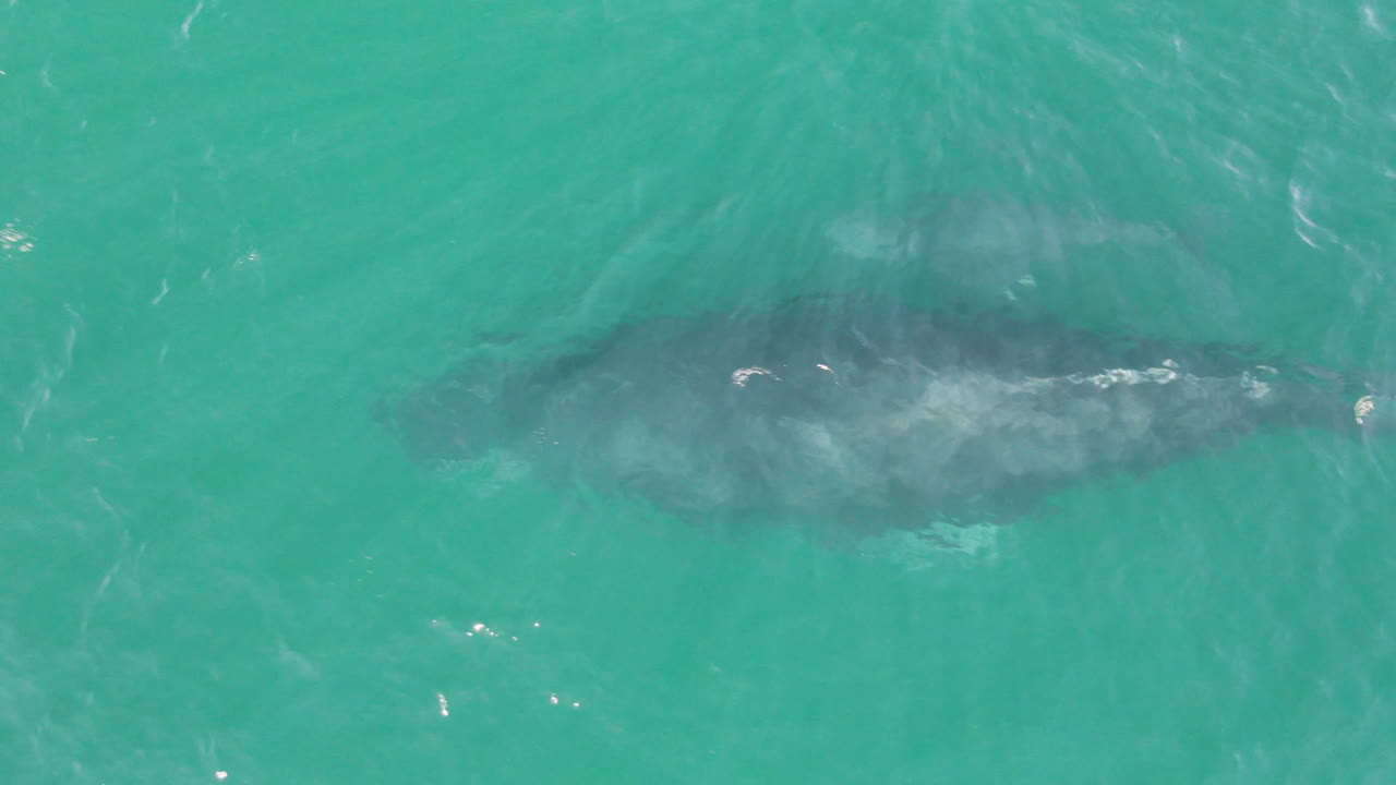 Two whale shapes under bright turquoise ocean surface.