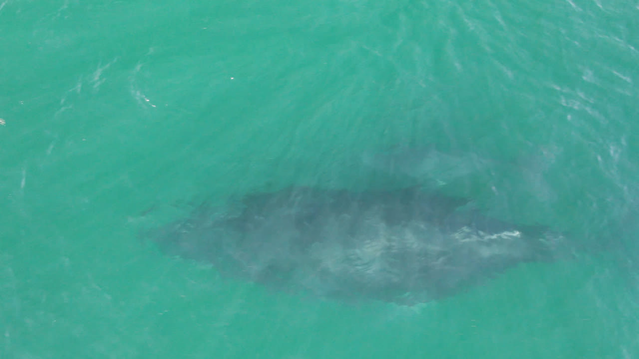 Overhead frame from San Jose Del Cabo, Mexico showing a dark humpback whale shape under turquoise water with soft surface ripples and no visible people.