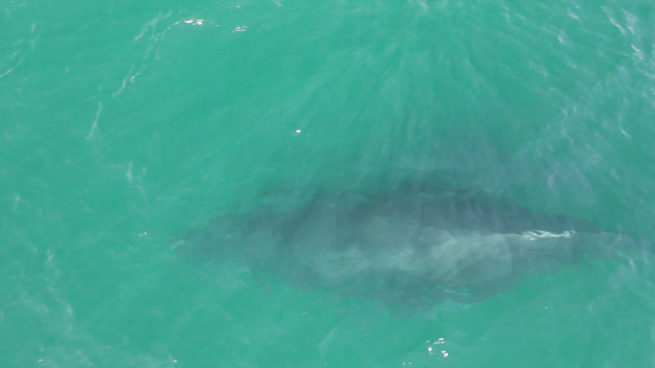 Top-down San Jose Del Cabo ocean frame with the whale slightly more centered under green-blue water, faint white ripples, and no visible people.