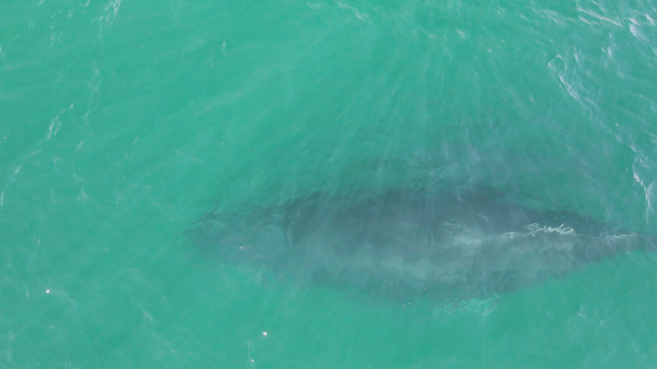 Dark whale silhouette under turquoise water with small wave streaks.