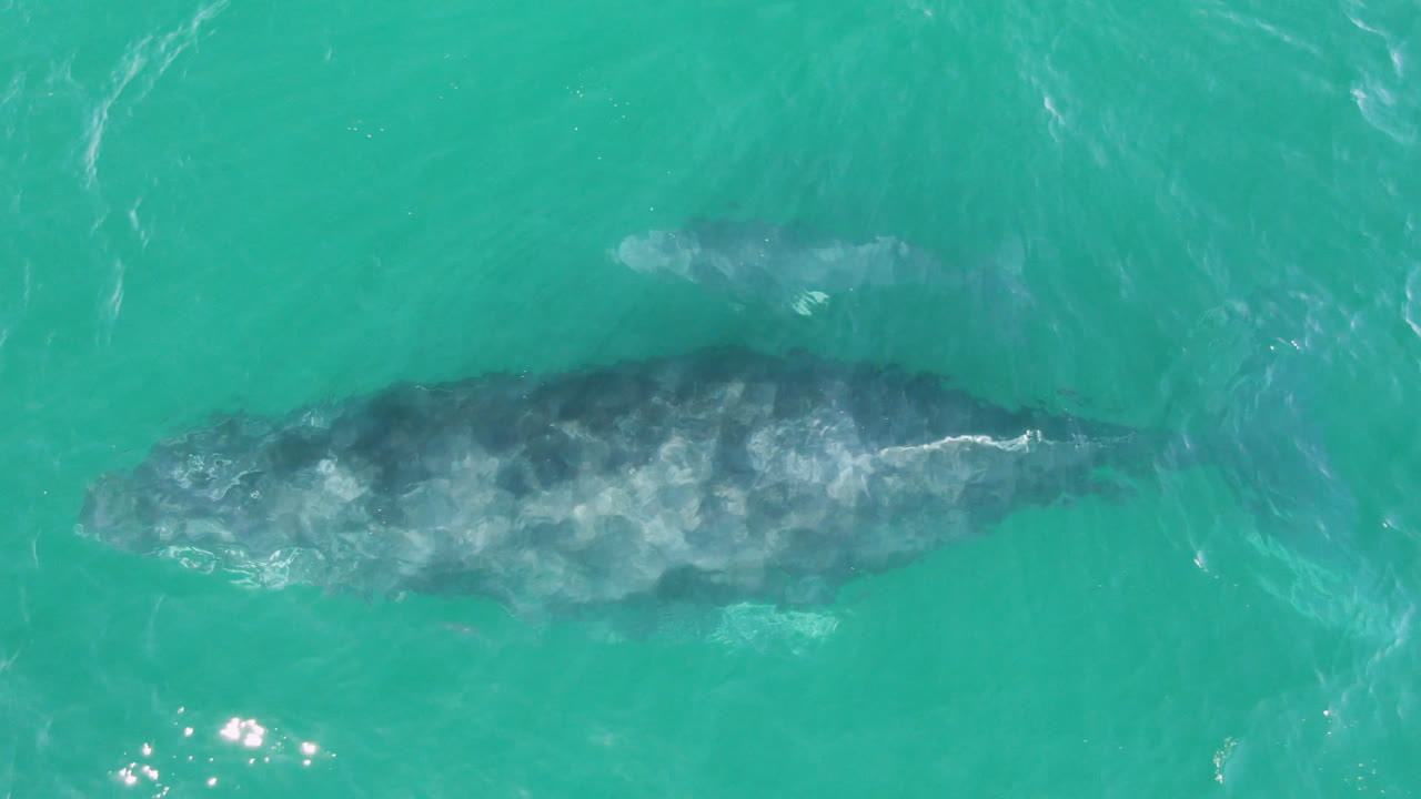 Two gray whales swimming below turquoise ocean water