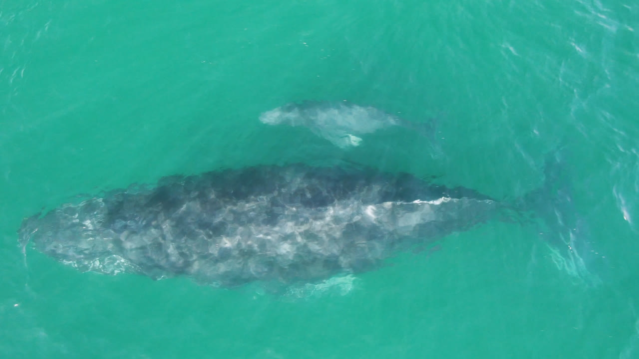 An overhead frame shows the larger gray whale centered and the smaller whale above it in clear green-blue water near Laguna Beach Los Cabos, with no visible people.