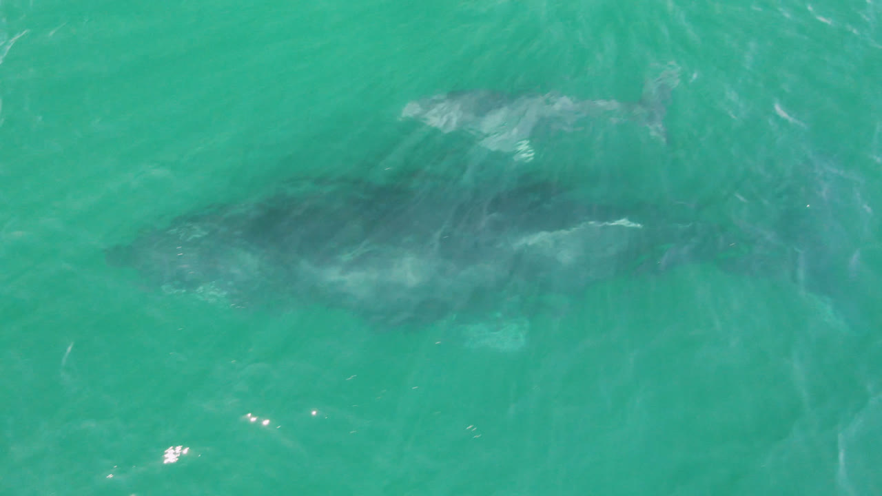 At Laguna Beach Los Cabos, a whale appears as a dark form under turquoise ocean water with pale surface wash near its back and no visible people.