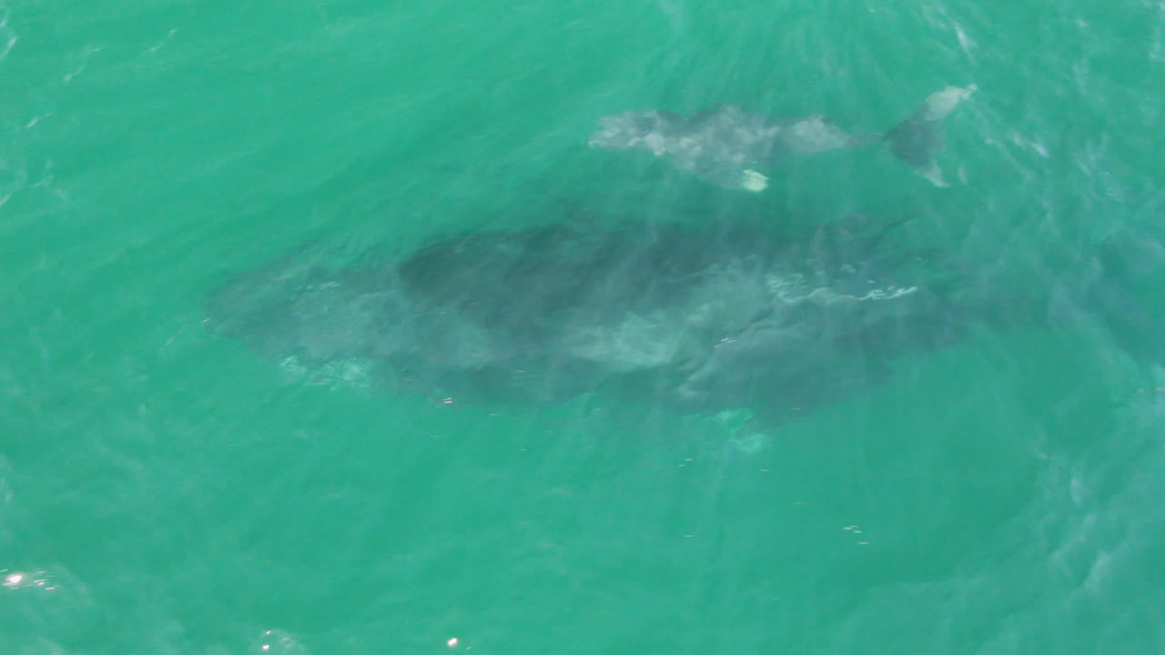 At Laguna Beach Los Cabos, the whale sits nearer the center of the overhead frame, with white water breaking over its back and no visible people.