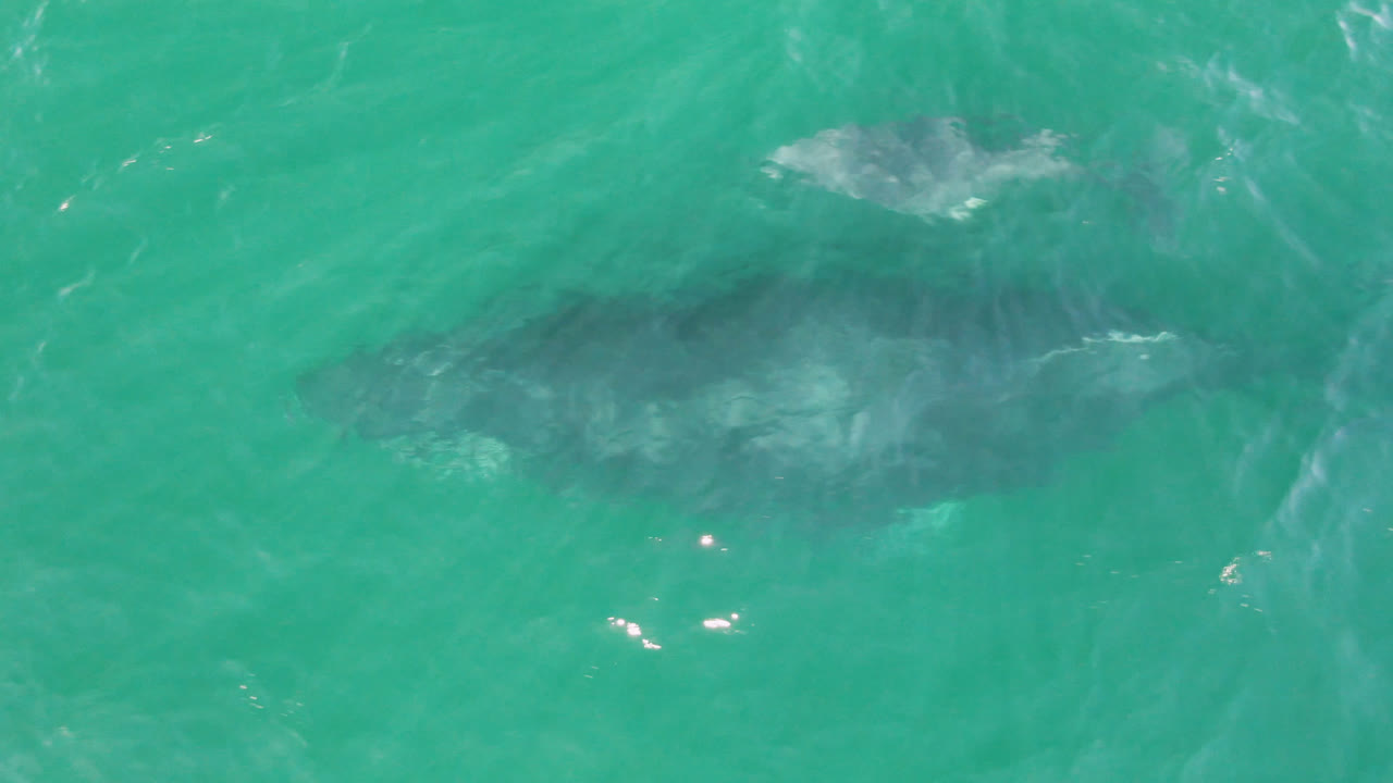 Submerged whale silhouette in clear green-blue ocean water.