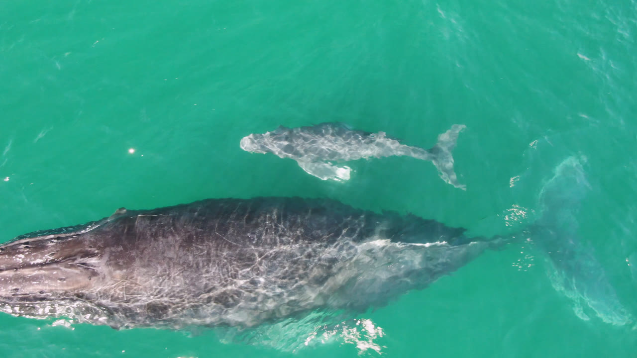 Overhead frame from Laguna Beach Los Cabos, Baja California Sur, Mexico, showing a large gray whale partly cropped at the lower left and a smaller whale above it in turquoise water, with no visible people.