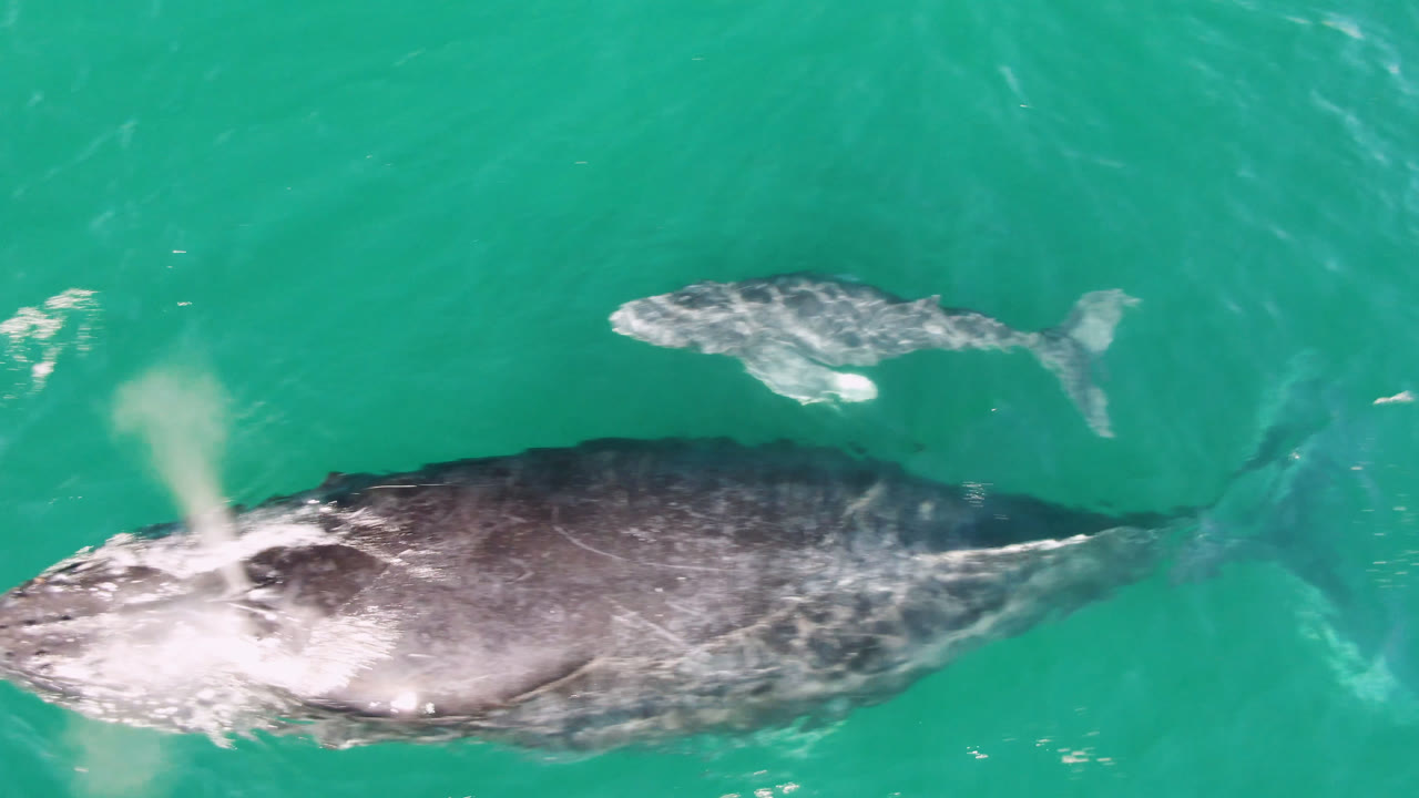 Overhead frame from Laguna Beach Los Cabos, Baja California Sur, Mexico, showing the gray whale centered near the surface with pale blow spray and a smaller whale above, with no visible people.