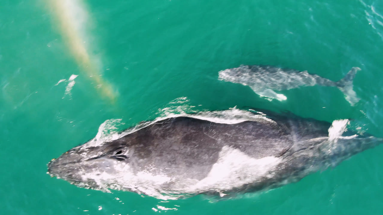 Gray whale rolling at the surface beside a smaller whale in green-blue water.