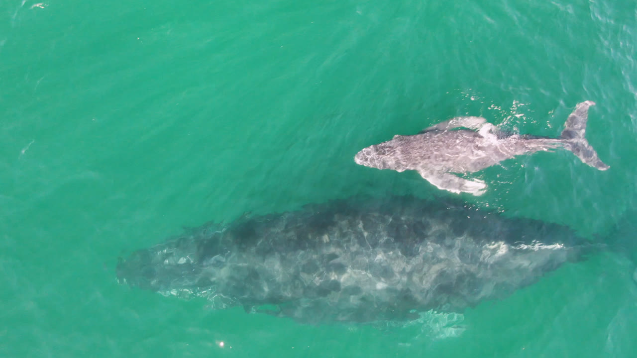 Overhead frame from San Jose Del Cabo, Mexico showing a small whale calf above a larger whale in turquoise water, with surface ripples and no visible people.