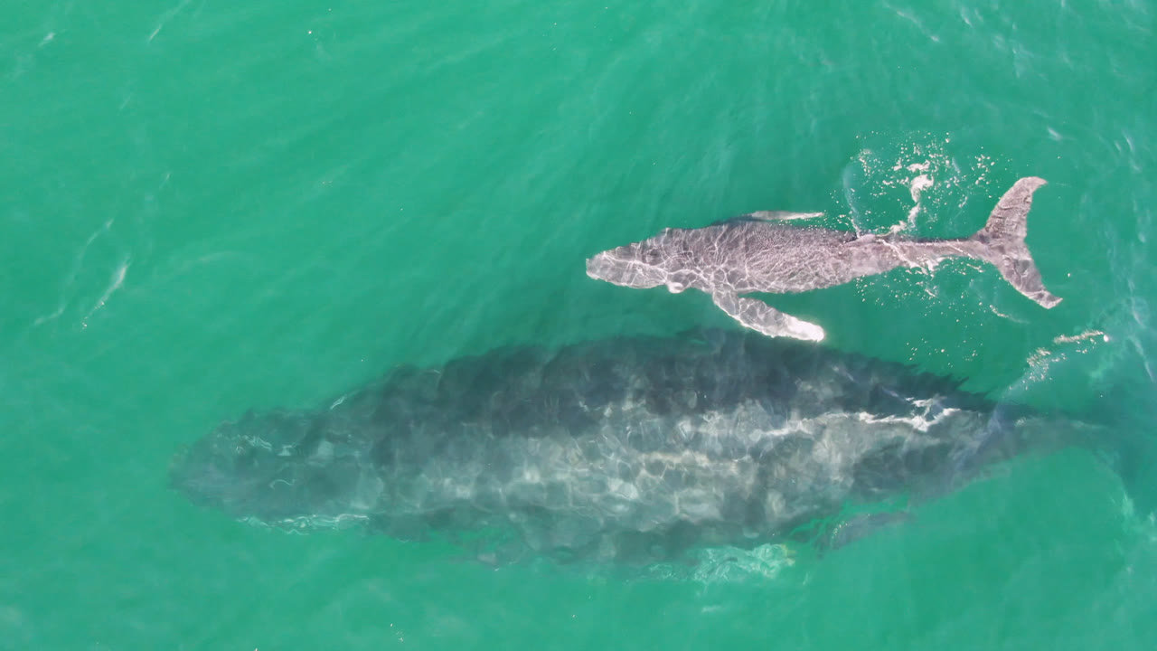 Aerial San Jose Del Cabo, Mexico frame with the calf slightly ahead of the larger whale, both visible through green-blue water with no visible people.