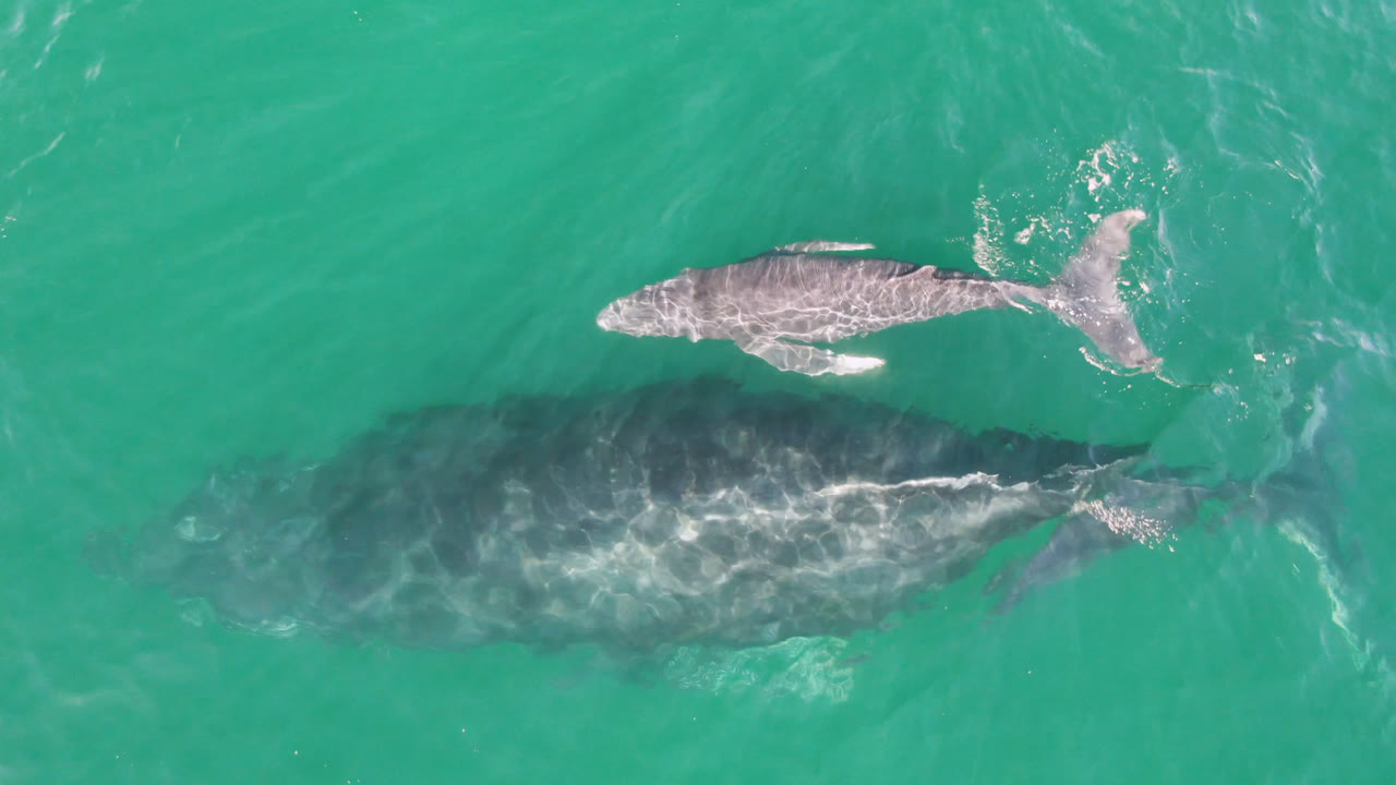 Small whale calf above a larger whale in open turquoise ocean.