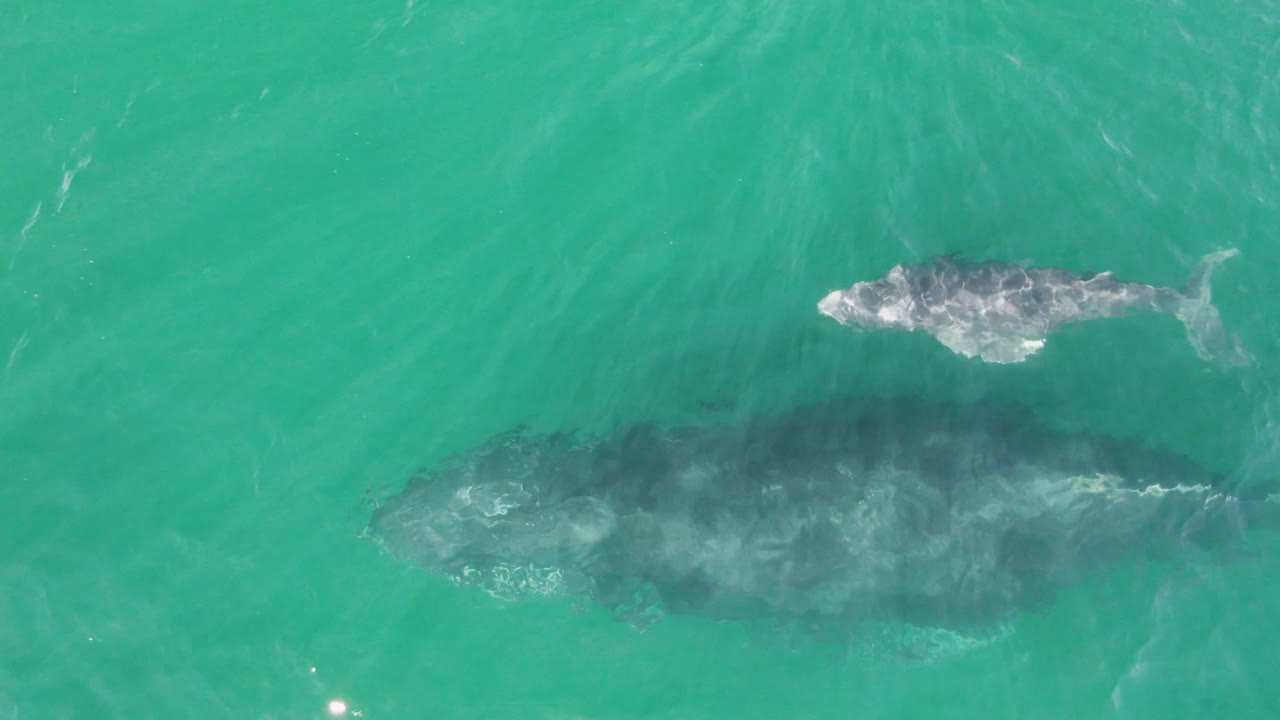 Overhead frame from Laguna Beach Los Cabos showing a whale below the surface with a smaller calf above it in turquoise ocean water, no visible people.