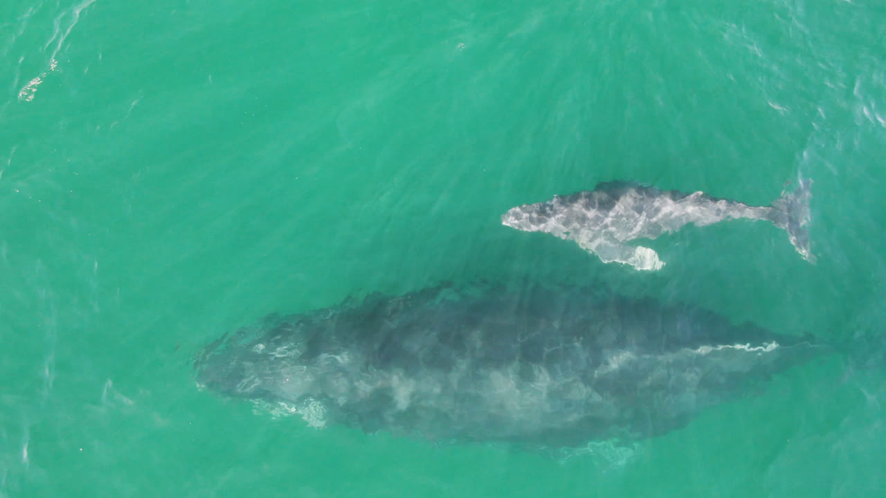 Overhead view at Laguna Beach Los Cabos with the calf swimming above the darker whale shape as pale wake patterns spread across the green-blue water, no visible people.