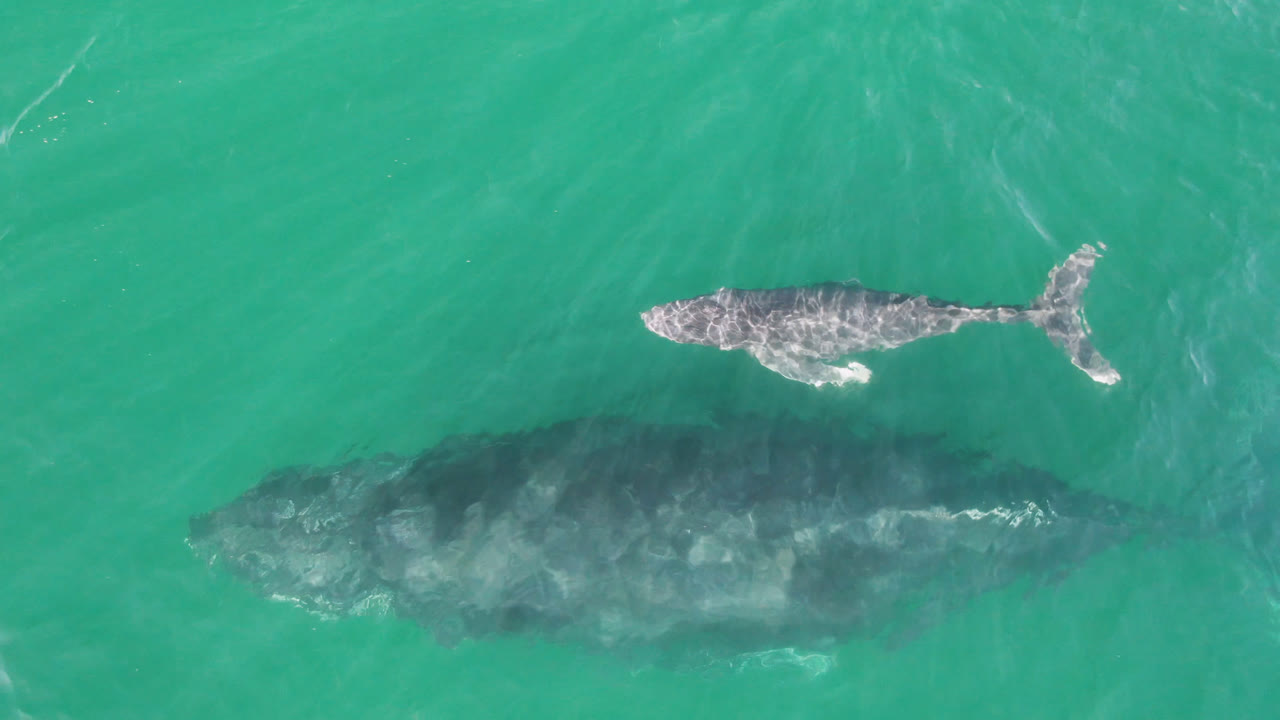 Whale shadow and calf near the water surface