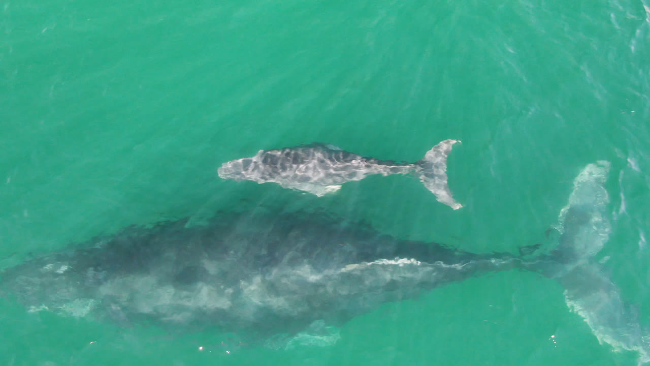 Overhead view in San Jose Del Cabo, Mexico of a mother whale below the surface with a calf swimming above her in turquoise water, with no visible people.