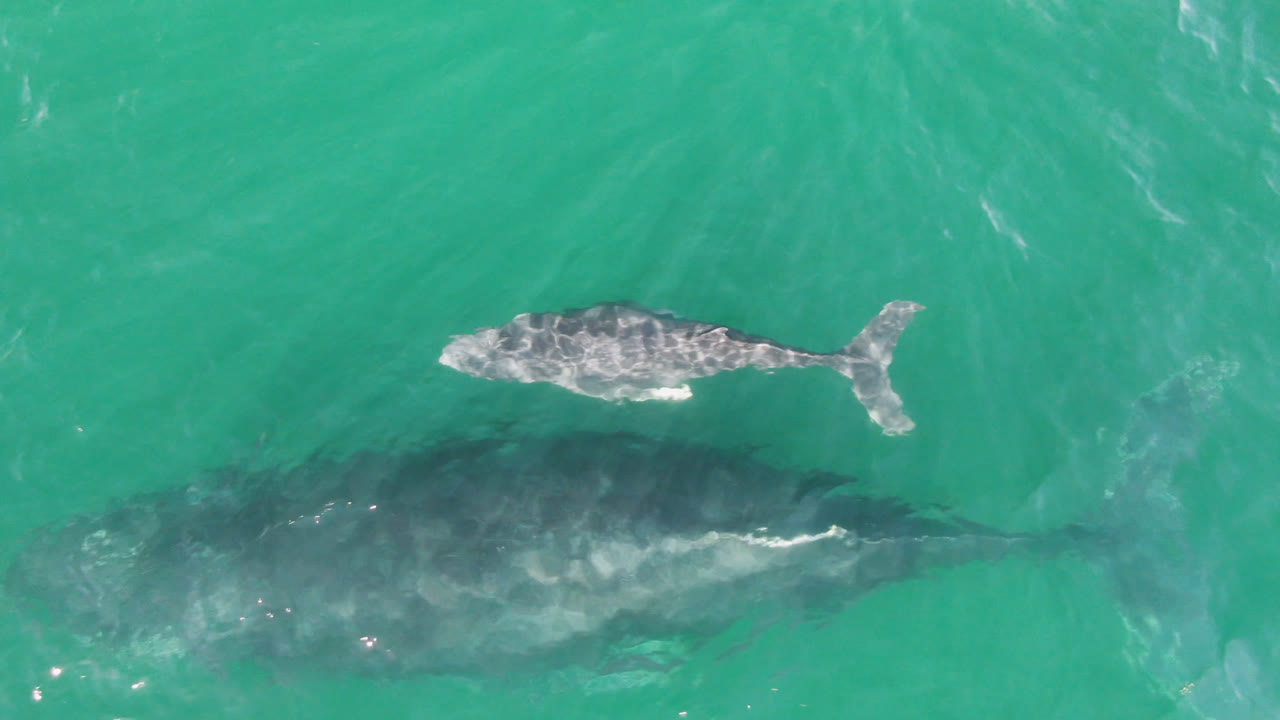 Aerial frame from San Jose Del Cabo, Mexico showing the calf separated slightly above the mother whale as pale ripples cross the green-blue water, with no visible people.