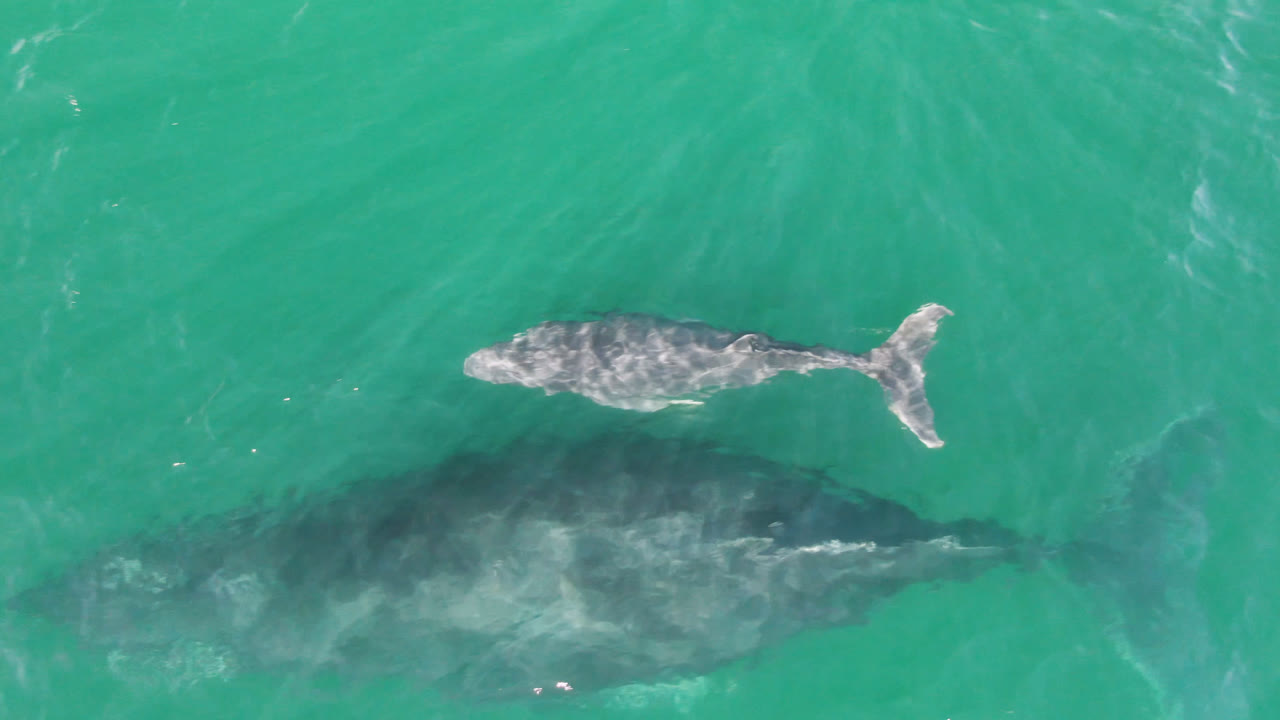 Baby whale swimming near mother whale under turquoise water