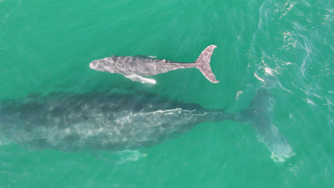 Overhead view of a whale calf above a larger whale in turquoise ocean water.
