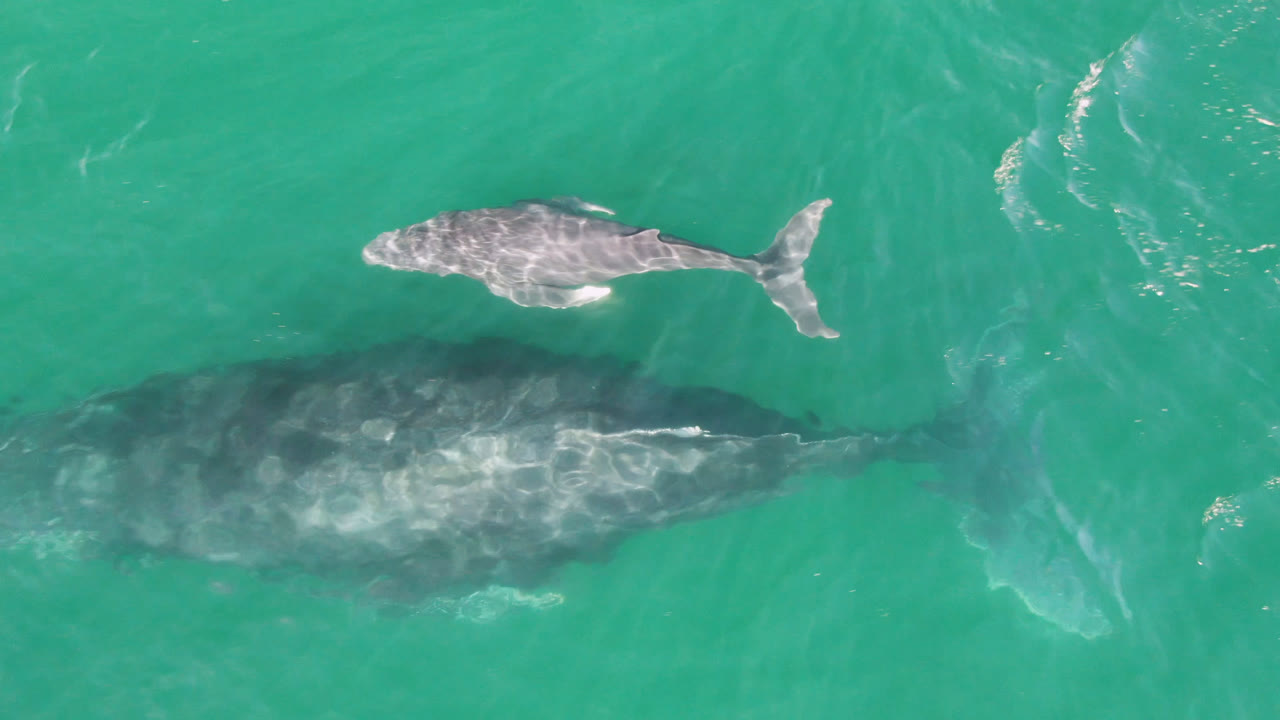 Aerial frame from San Jose Del Cabo, Mexico with the calf crossing the upper center and the larger whale visible below through green-blue water, with no visible people.