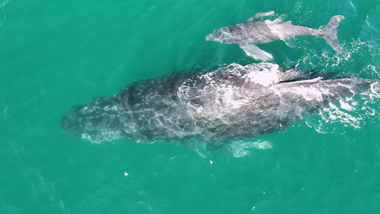 Overhead view of two whales in turquoise water at San Jose Del Cabo, Mexico, with the larger whale lower in frame, the smaller whale above it, and no visible people.