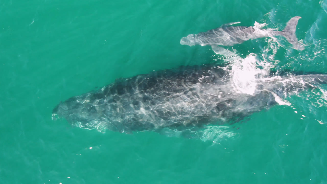 A larger whale and a smaller whale remain visible from above in San Jose Del Cabo water, with bright white wake crossing the larger whale's upper side and no visible people.
