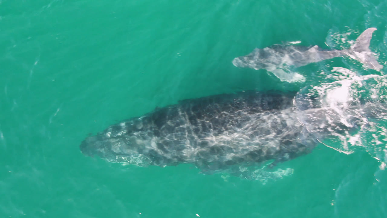 Two whales separated in open turquoise ocean water