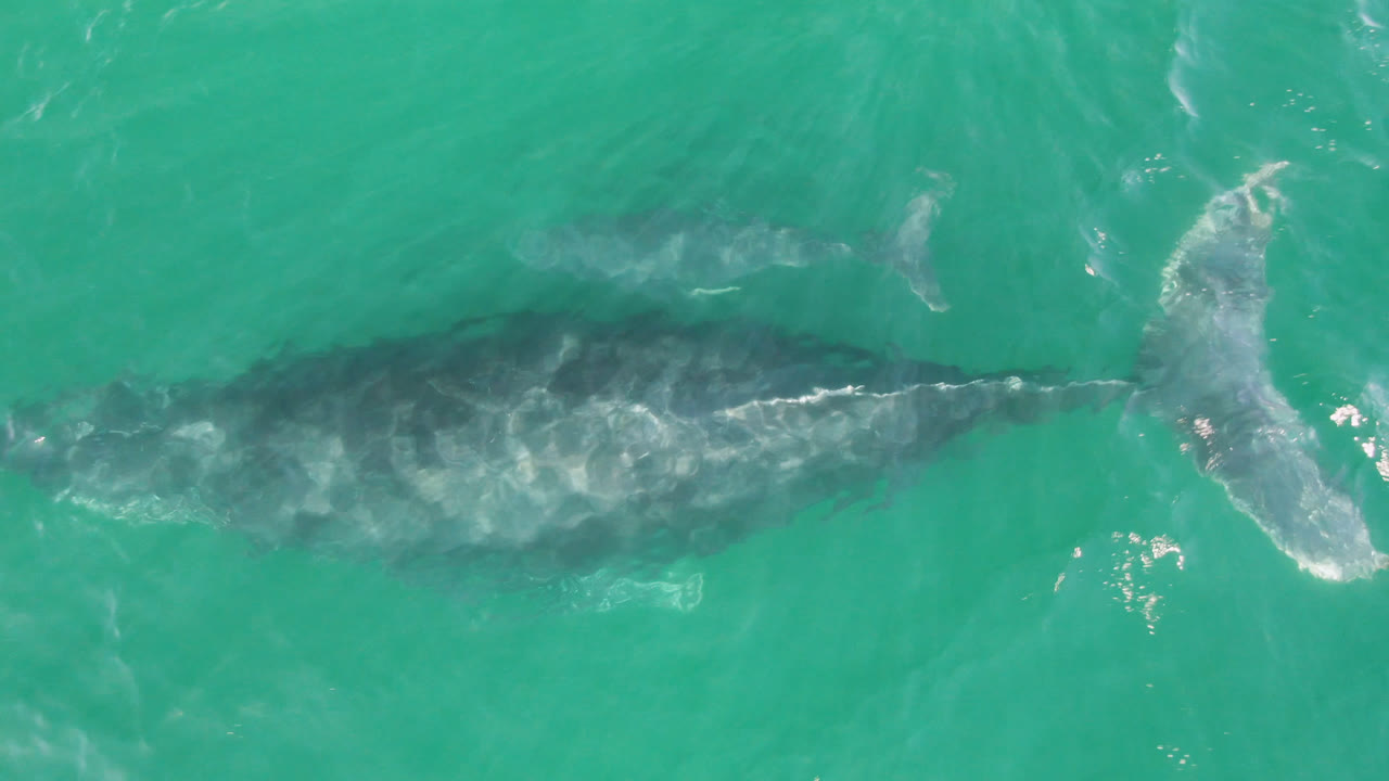 Two whales are visible beneath turquoise water at Laguna Beach Los Cabos, with the larger body stretched left to right and no visible people.