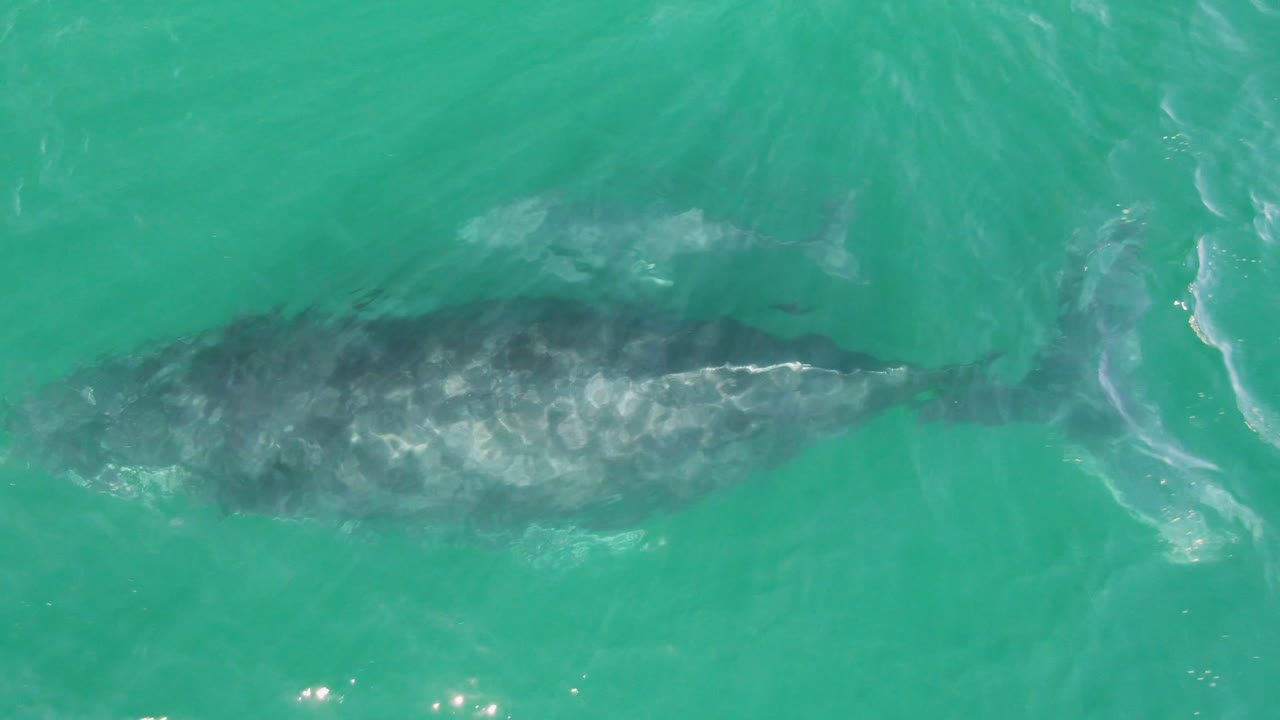 The whales sit slightly farther across the overhead frame in Laguna Beach Los Cabos water, with pale foam streaks crossing the larger whale and no visible people.