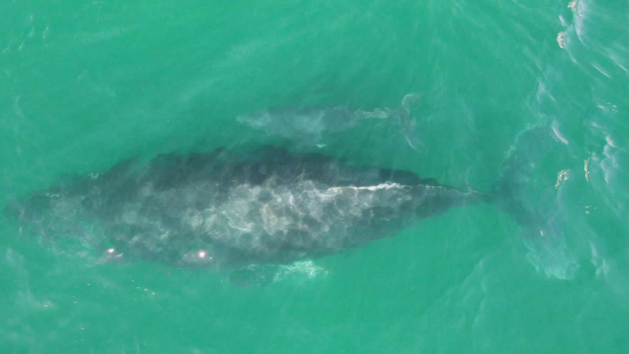 Large whale shape beneath bright turquoise surface