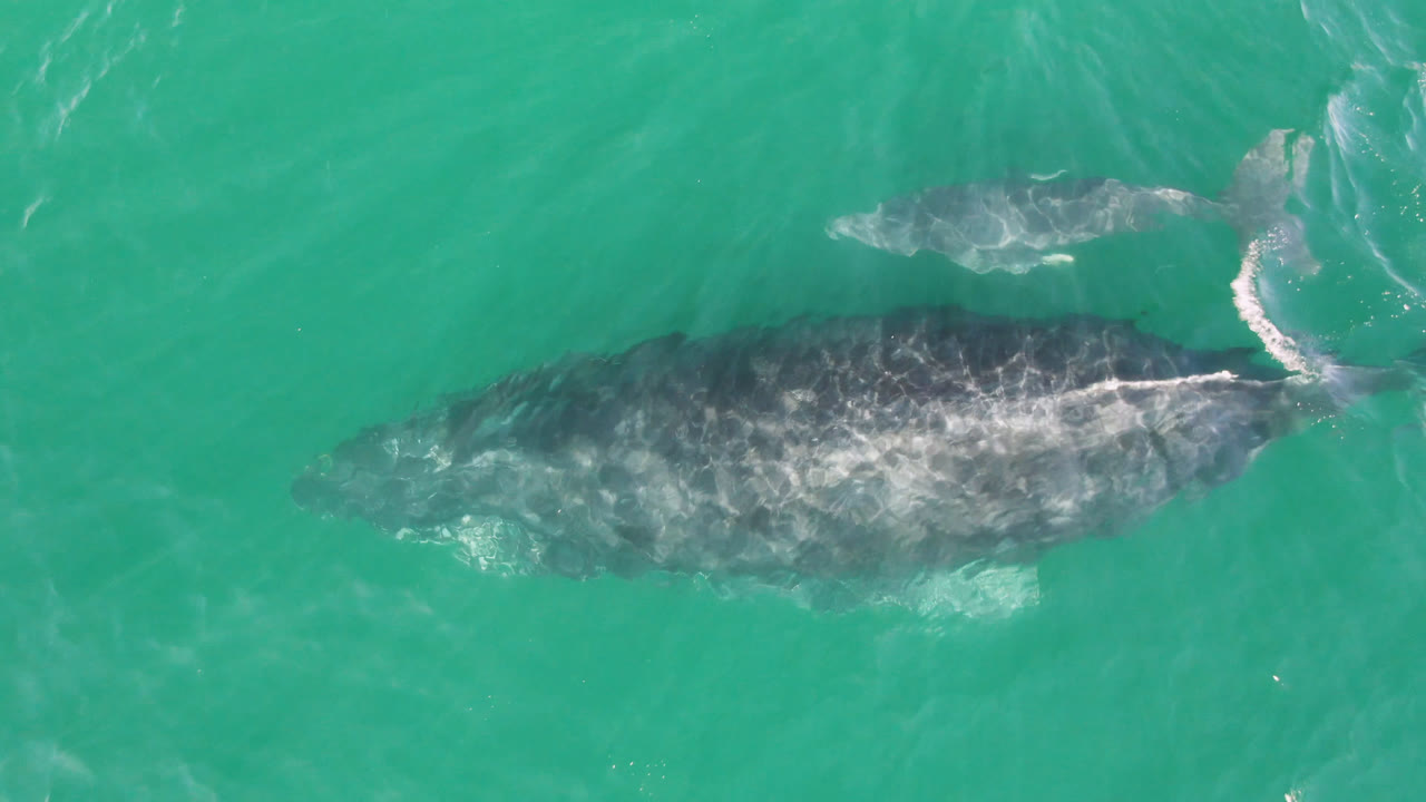 Overhead frame of a whale near Laguna Beach Los Cabos, Baja California Sur, swimming under turquoise water with pale surface wash over its back and no visible people.