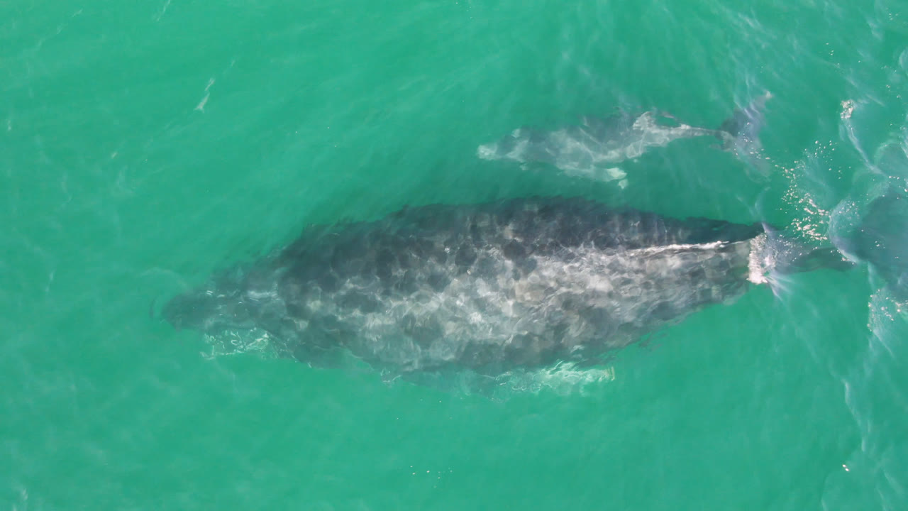 Aerial view near Laguna Beach Los Cabos showing the whale centered below green-blue ocean water, with small white ripples near the tail and no visible people.