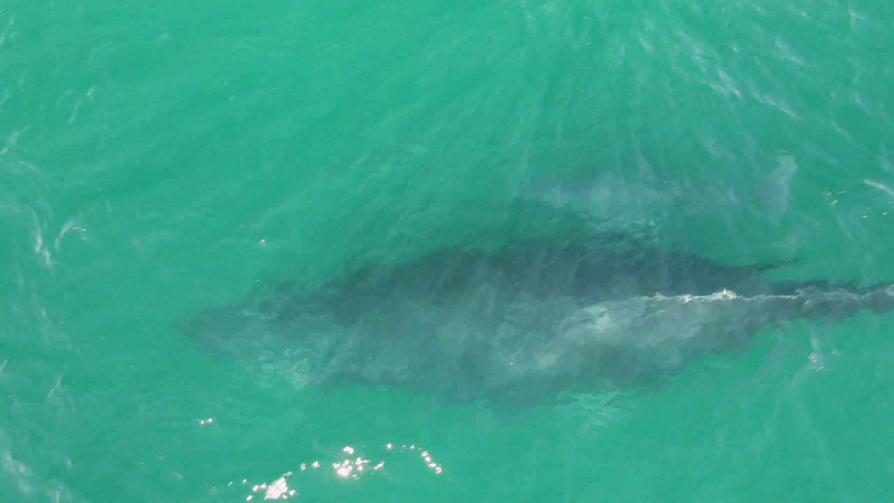 Whale shape under turquoise ocean water