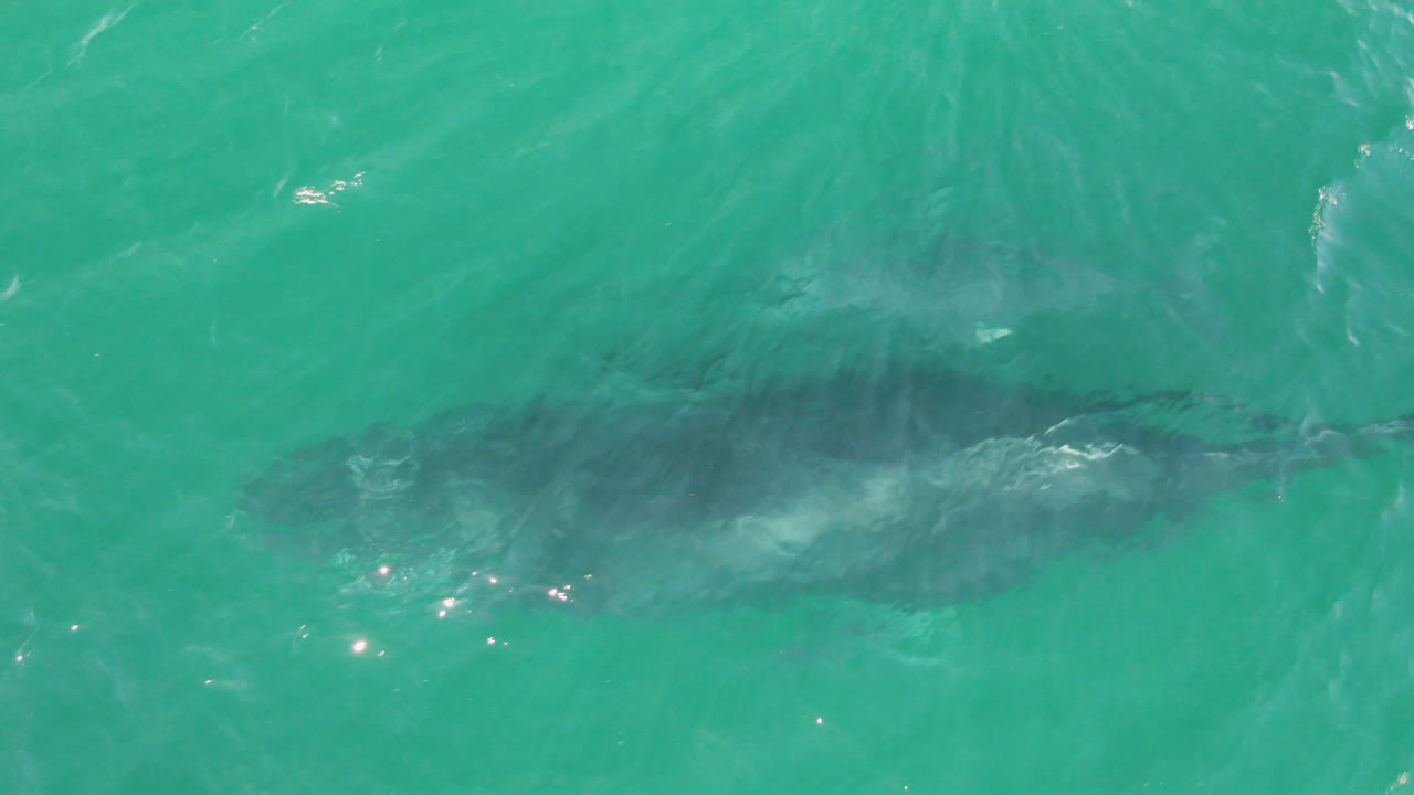 A dark whale form sits below bright turquoise water near San Jose Del Cabo, Mexico, with pale wash over its back and no visible people.