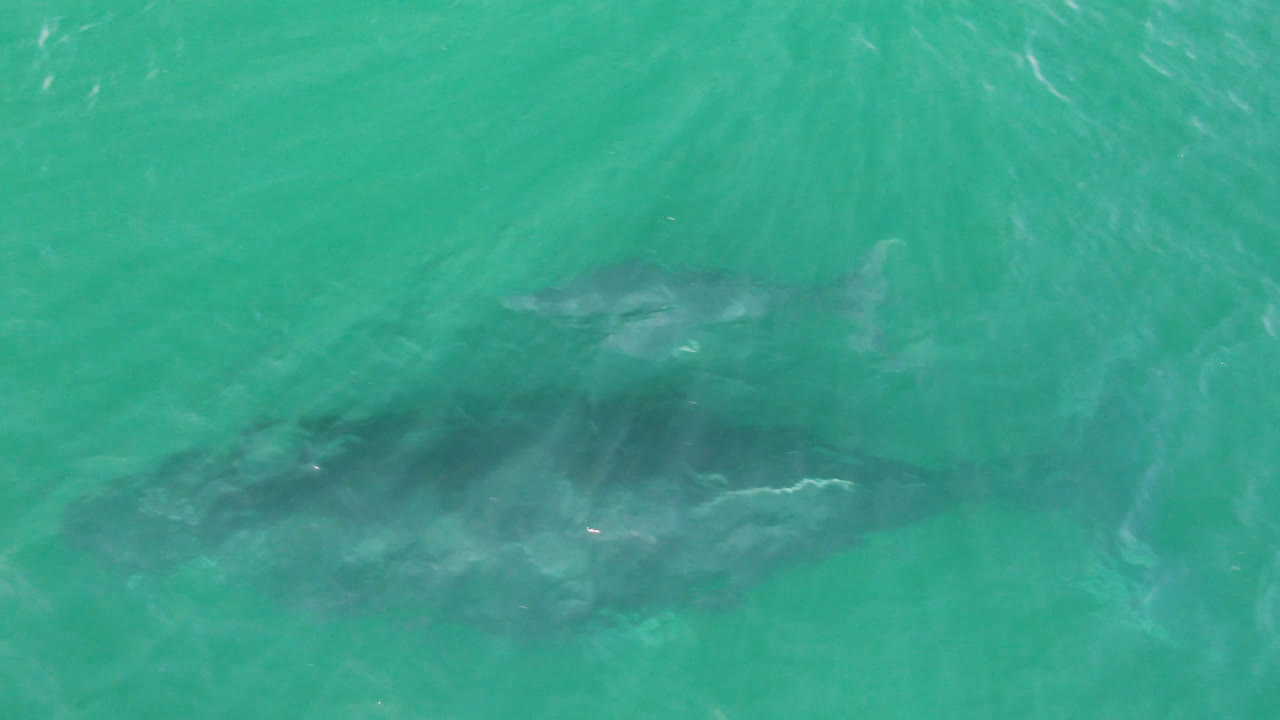 Whale shadow beneath turquoise ocean water