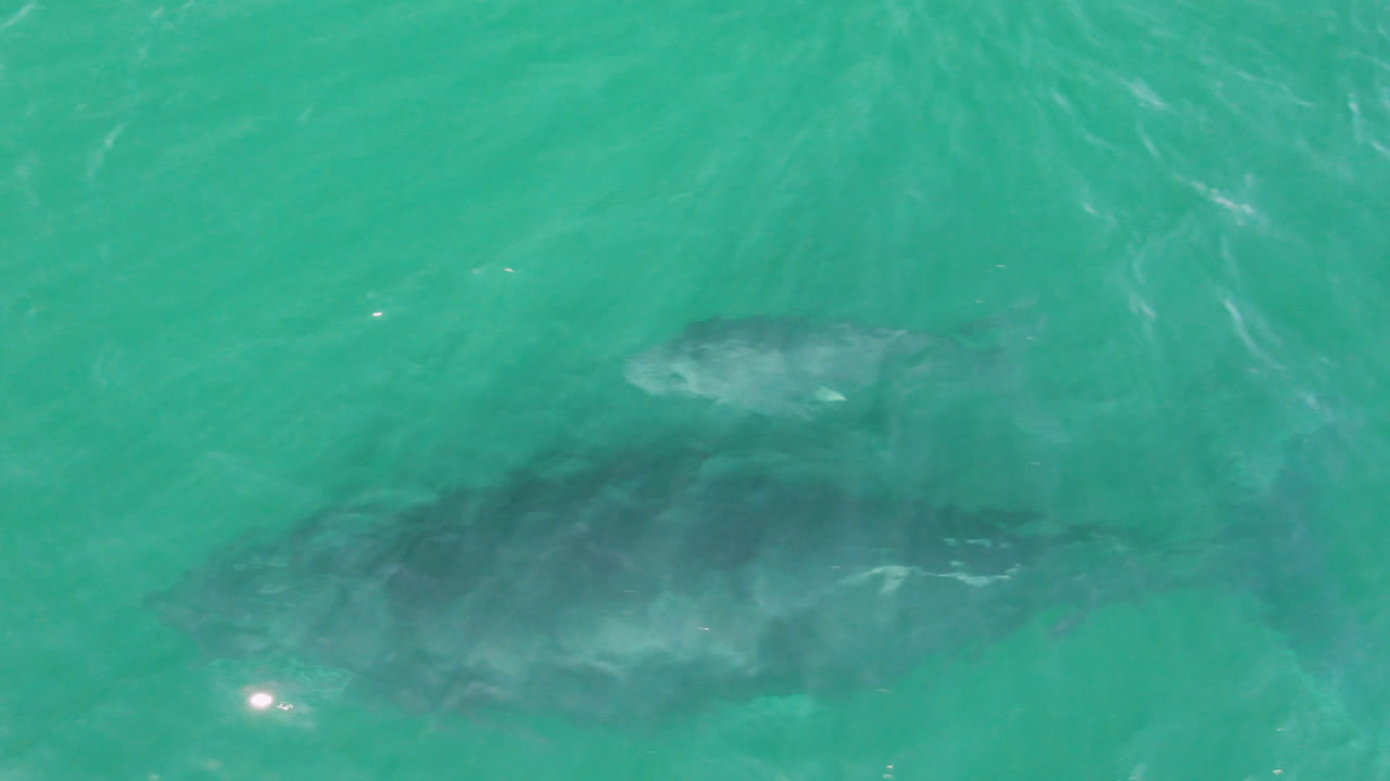 The whale is centered beneath green-blue ocean water, with pale streaks of surface texture crossing the frame and no visible people.