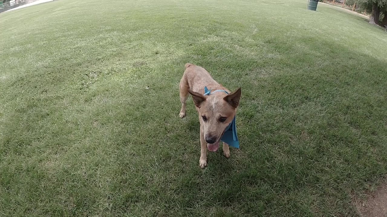 Tan mixed-breed dog with blue bandana centered on a green mowed lawn in Colorado, filmed from above with a wide-angle fisheye lens, no visible people