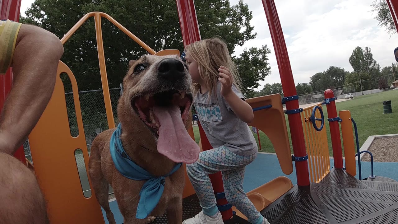 Panting dog close to camera as child stands behind it on playground.