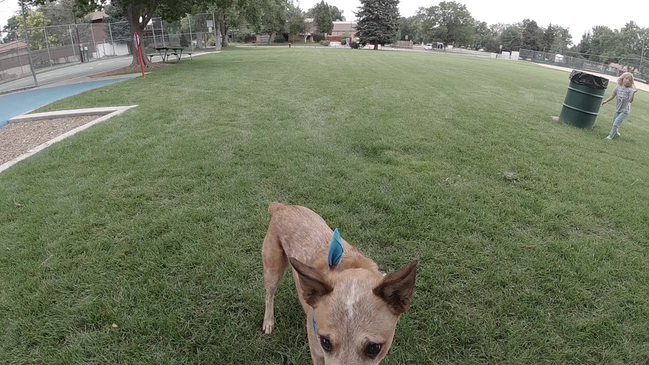Tan dog photographed from near ground level in a Colorado public park, head lowered toward grass, blue playground surface visible at top of frame, no people visible