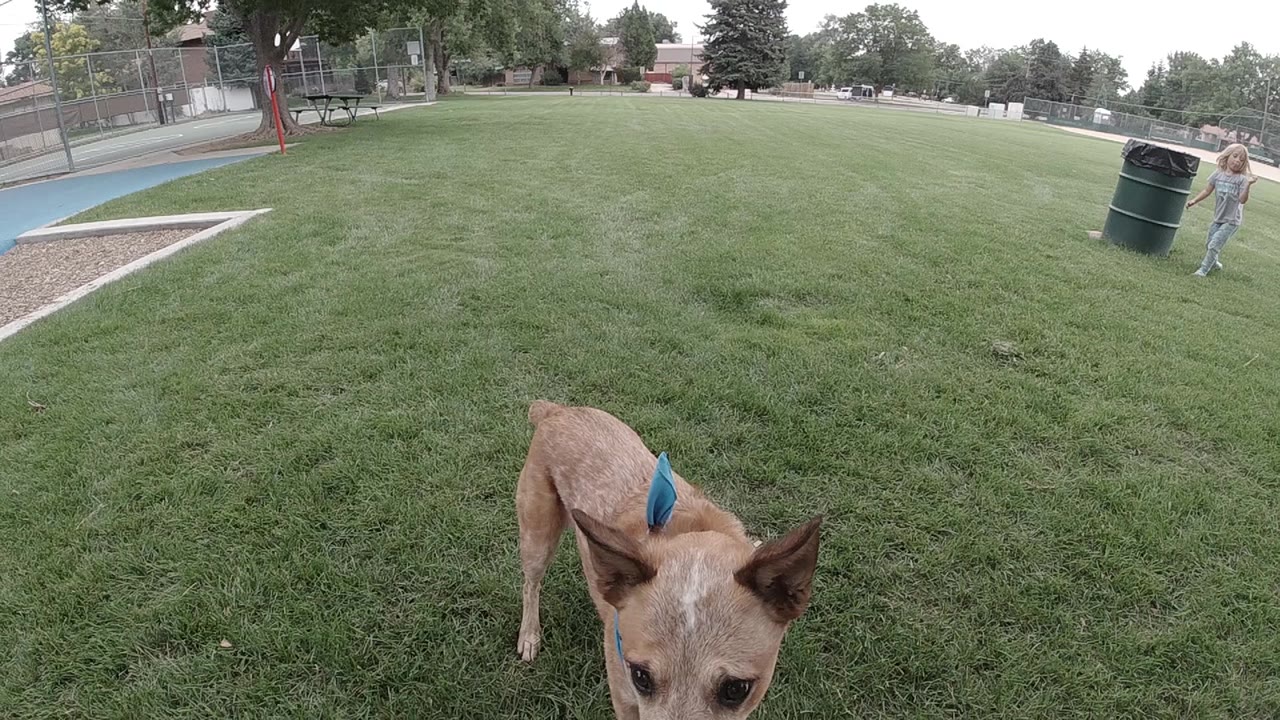 Tan dog viewed from ground level in Colorado park, head slightly raised from grass, blue playground safety surface visible at upper frame edge, no people visible